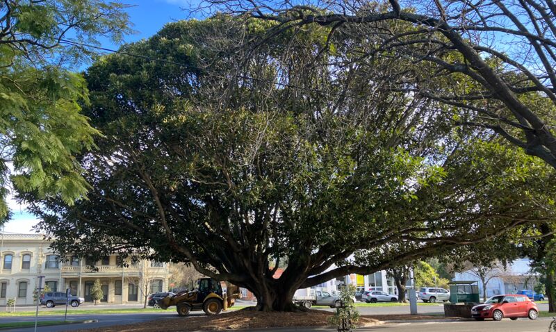 Tree in the main street of Maffra, Victoria